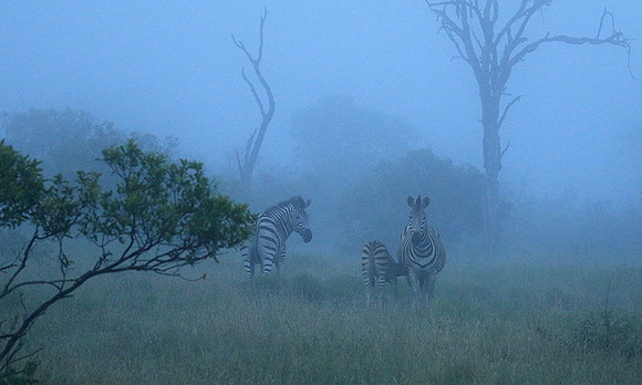 Londolozi Game Reserve