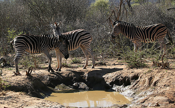 At Madikwe game reserve