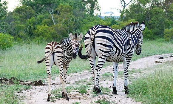 Londolozi Game Reserve
