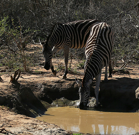 At Madikwe game reserve