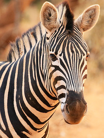 At Kruger NP