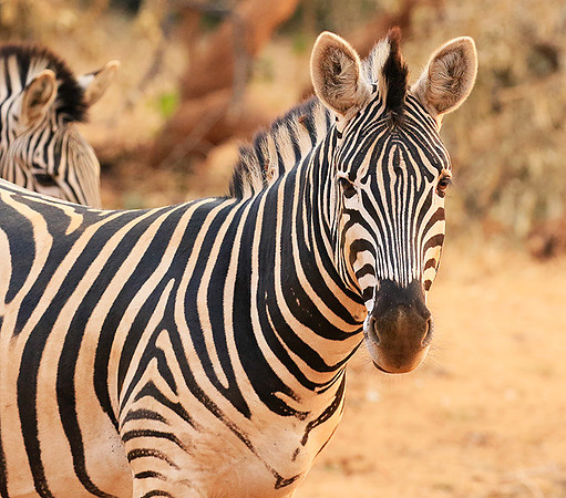 At Kruger NP