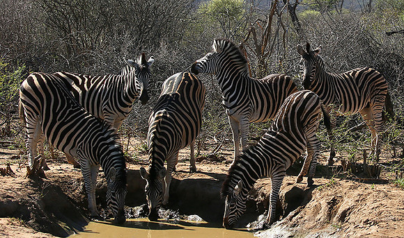 At Madikwe game reserve