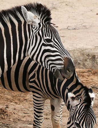 At Madikwe game reserve