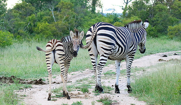 Londolozi Game Reserve