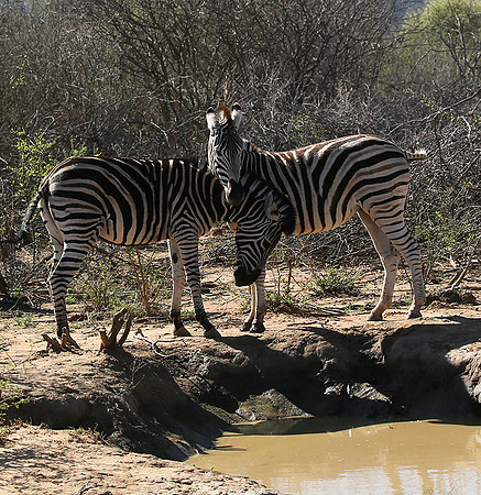At Madikwe game reserve