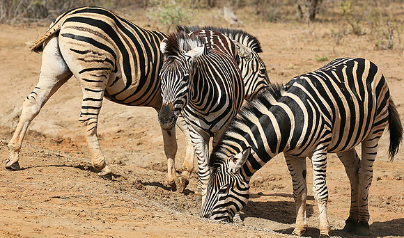 At Madikwe game reserve