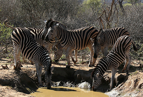 At Madikwe game reserve