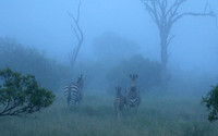 Londolozi Game Reserve
