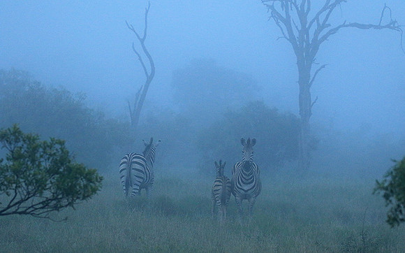 Londolozi Game Reserve