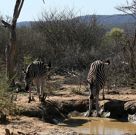 At Madikwe game reserve