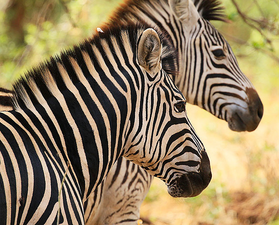 At Kruger NP