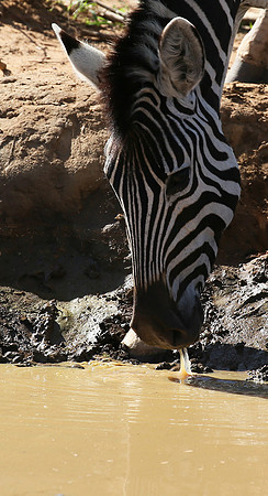 At Madikwe game reserve