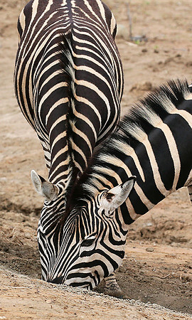At Madikwe game reserve
