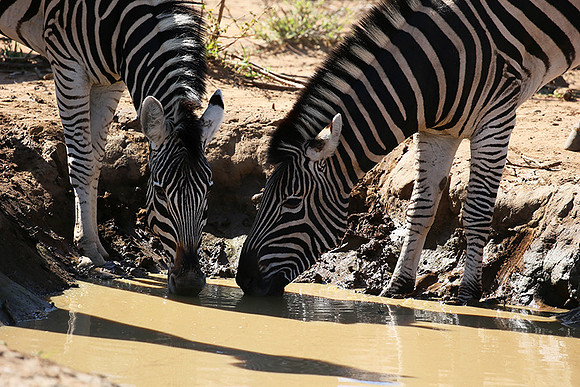 At Madikwe game reserve
