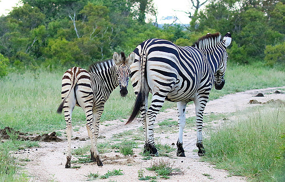 Londolozi Game Reserve