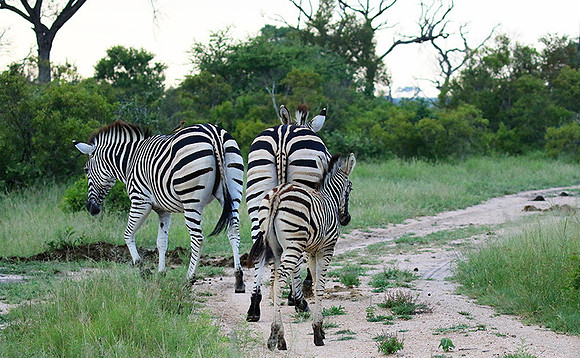Londolozi Game Reserve