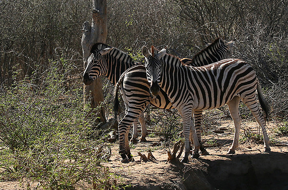 At Madikwe game reserve
