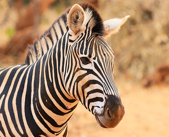 At Kruger NP