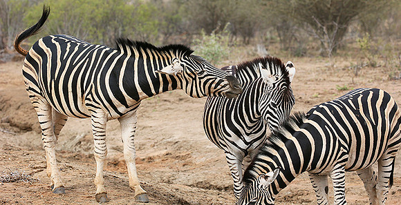 At Madikwe game reserve