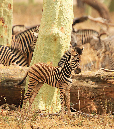At Kruger NP