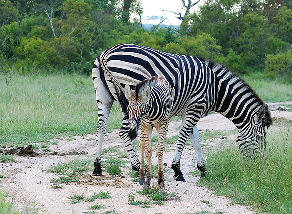 Londolozi Game Reserve