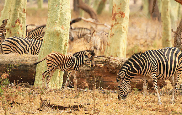 At Kruger NP