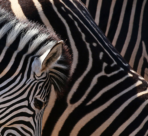 At Madikwe game reserve