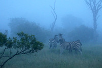 Londolozi Game Reserve