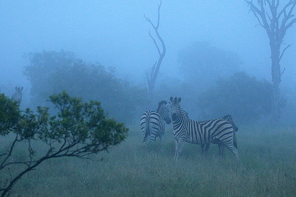 Londolozi Game Reserve