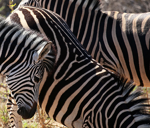 At Madikwe game reserve