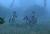 Londolozi Game Reserve