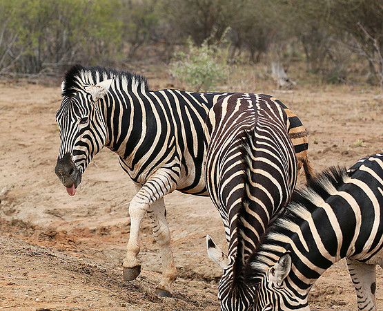 At Madikwe game reserve