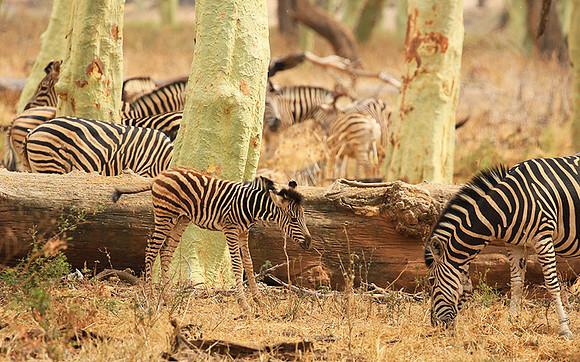 At Kruger NP