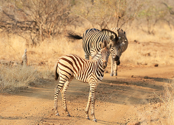 At Kruger NP