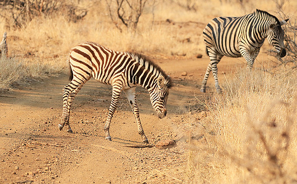 At Kruger NP
