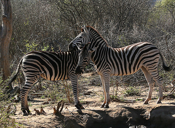 At Madikwe game reserve