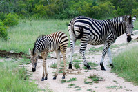 Londolozi Game Reserve