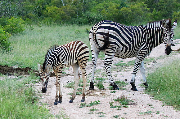 Londolozi Game Reserve