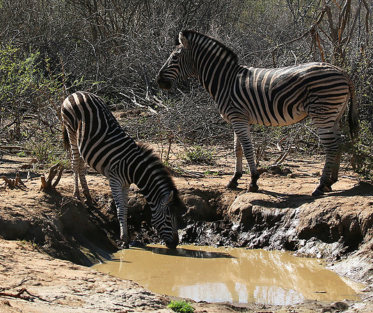 At Madikwe game reserve