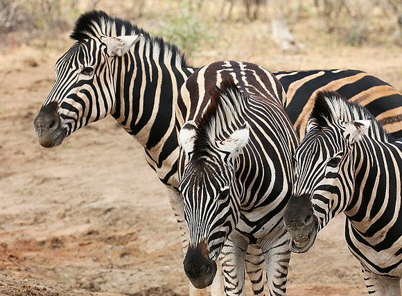 At Madikwe game reserve