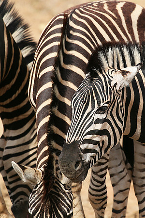 At Madikwe game reserve