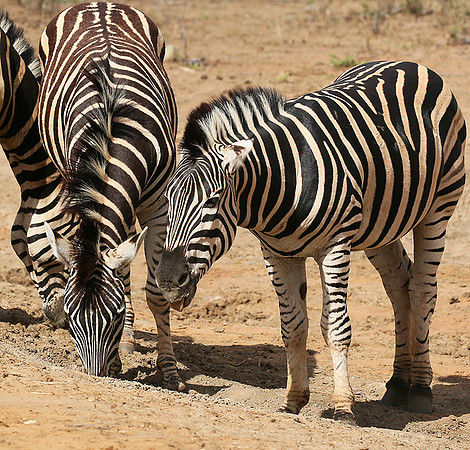 At Madikwe game reserve