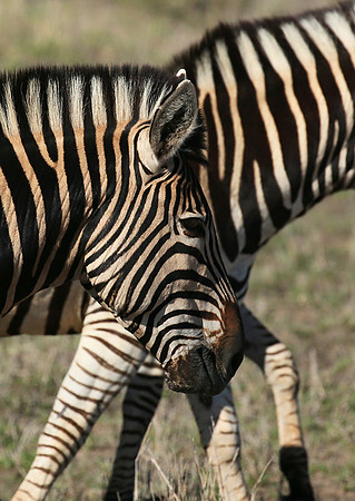 At Madikwe game reserve