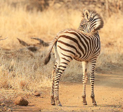 At Kruger NP