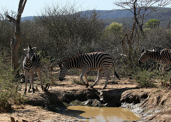At Madikwe game reserve
