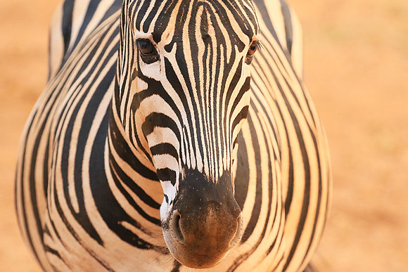At Kruger NP