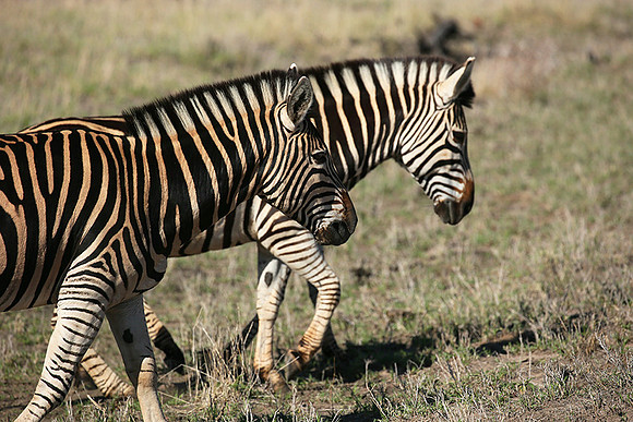 At Madikwe game reserve