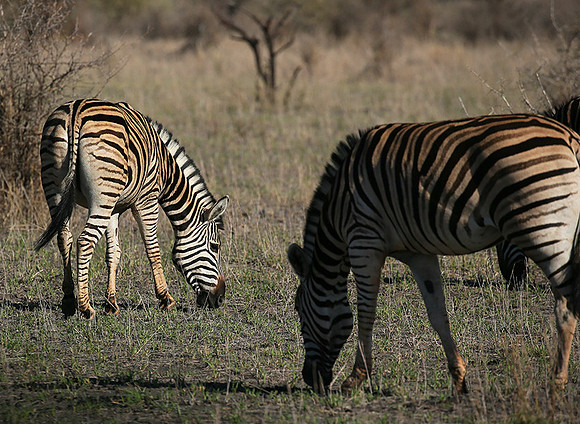 At Madikwe game reserve