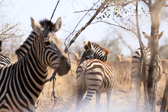 At Kruger NP